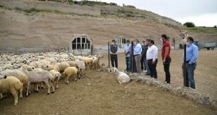 16 yıl önce 4 koyunla başladı şimdi 800 koyunu var