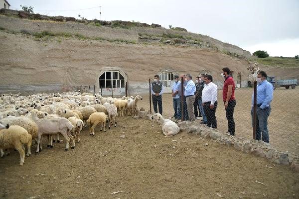 16 yıl önce 4 koyunla başladığı besicilikte şimdi 800 koyunu var