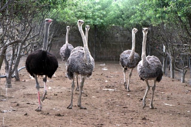 8 yıl önce hobi olarak deve kuşu yetiştirmeye başlayan vatandaş, evinin bahçesine çiftlik kurdu