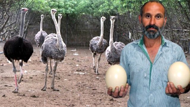 8 yıl önce hobi olarak deve kuşu yetiştirmeye başlayan vatandaş, evinin bahçesine çiftlik kurdu