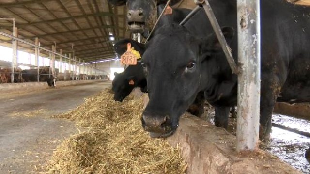 Bursa'da masaj ve müzikle yetiştirilen wagyu cinsi sığır etinin kilosu 7 bin lira