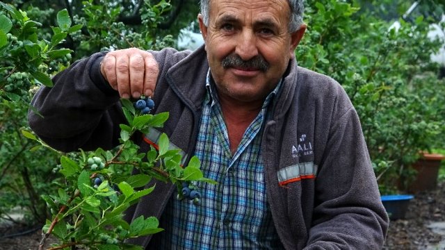 Bursa'da yaban mersini yetiştiren çiftçi, ürünlerini kilosu 50 liradan dalında satıyor