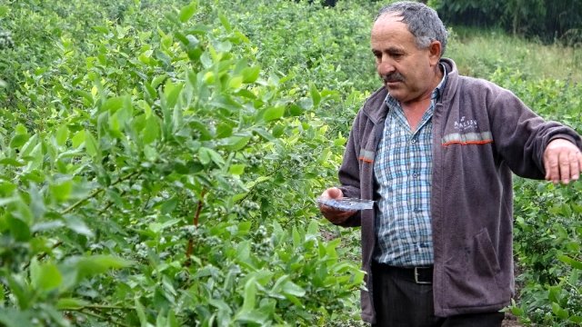 Bursa'da yaban mersini yetiştiren çiftçi, ürünlerini kilosu 50 liradan dalında satıyor