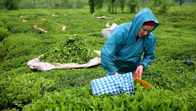 ÇAYKUR 1. sürgünde 245 bin ton yaş çay aldı