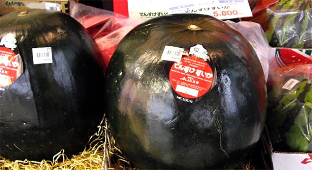 Dünyanın en pahalı meyvesi olan Densuke karpuzu, 2 bin dolara satıldı
