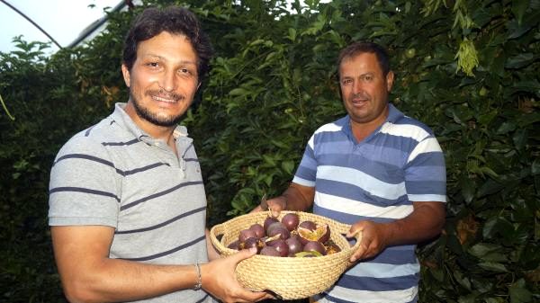 Kilosu 360 liraya satılan çarkıfelek meyvesi Türkiye için büyük bir fırsat olacak