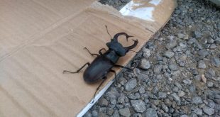 Konya'da koruma altındaki 'geyik böceği' bulundu