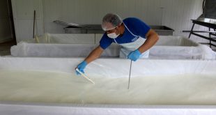 Kooperatif kuran köylüler ürettikleri peynirleri Türkiye'ye satıyor