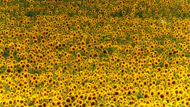 'Sarı gelinlik' giyen Adana'da 250 bin ton ayçiçeği rekoltesi bekleniyor
