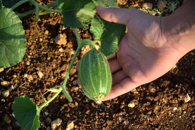 Türkiye'de sadece Şanlıurfa'da yetiştirilen şelengon sebzesi üç derdin devası