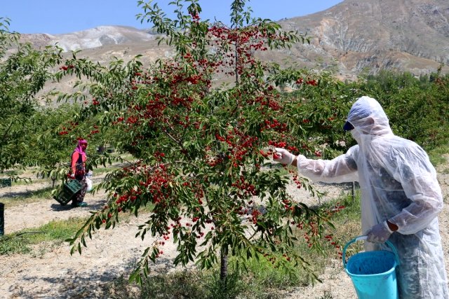 Erzincan'da 95 ülkeye ihracatı yapılan vişnenin hasadı başladı