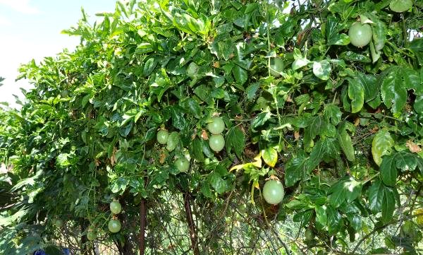 Antalya'da yetiştirilen tropikal meyvelerden passiflora ünlü isimlerden yoğun talep görüyor