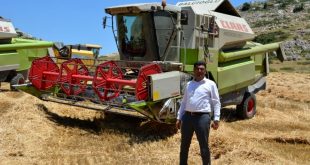 Başkan, belediyeye ait tarlaya ektiği buğdayla bütçeye katkı saladı