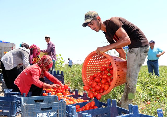 Geçen ay hasadı başlayan domatesin kilosu tarlada 3 liradan 60 kuruşa düştü