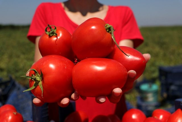 Geçen ay hasadı başlayan domatesin kilosu tarlada 3 liradan 60 kuruşa düştü