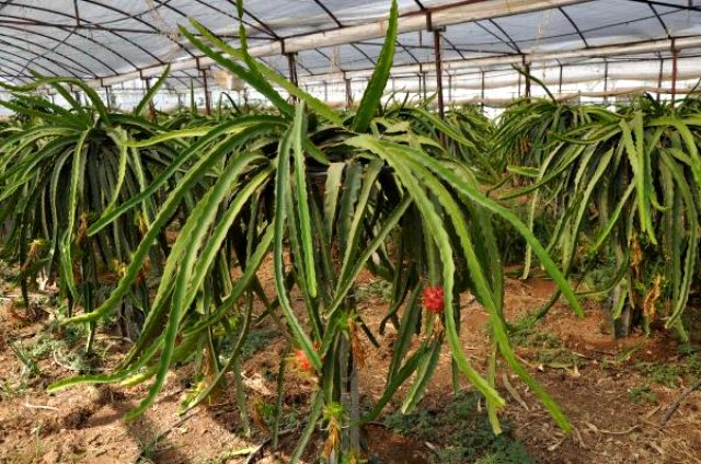 Yarım dönümde örtü altı ejder meyvesi üretiminden 50 bin lira kazanç bekliyor