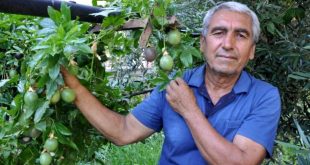 Passiflora meyvelerini 100 liradan satıyor