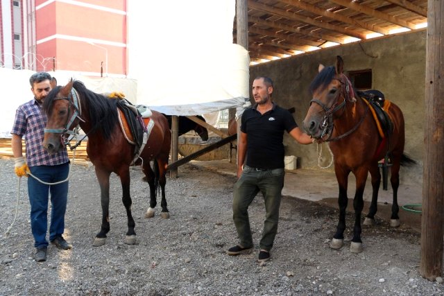 Siirt'te yetiştirilen rahvan atları sıfır araba fiyatına satılıyor