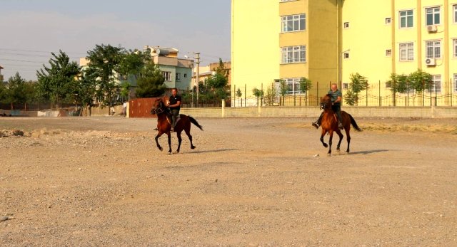 Siirt'te yetiştirilen rahvan atları sıfır araba fiyatına satılıyor