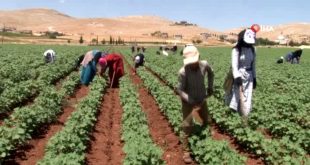 Tarım işçileri 50 derece sıcakta 50 liraya çalışıyorlar