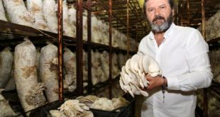 Türkiye'nin mantar üretim merkezi: Korkuteli
