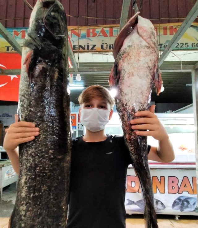 Bir buçuk metrelik yayın balıklarına büyük ilgi; tanesi 2 bin liradan satılıyor