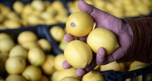 İki bakan arasında limon ihracatı anlaşmazlığı