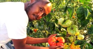 Somalili öğrenci Üniversite serasında 1 kilo 130 gram domates yetiştirerek Türkiye rekoru kırdı