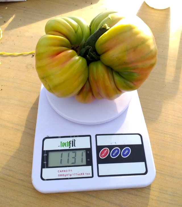 Somalili öğrenci 1 kilo 130 gram domates yetiştirerek Türkiye rekoru kırdı