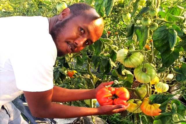Somalili öğrenci 1 kilo 130 gram domates yetiştirerek Türkiye rekoru kırdı