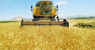 İktidarın buğday politikası iflas etti,ekim alanları azaldı