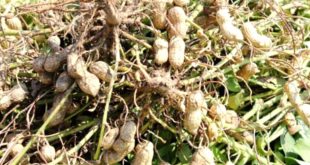 Yerli ve milli 'Ayşehanım' yer fıstığı tohumu, ABD menşeli tohumlara rakip olacak