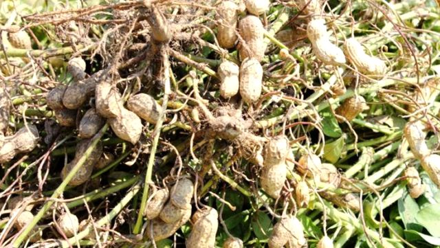 Yerli ve milli 'Ayşehanım' yer fıstığı tohumu, piyasada kullanılan ABD menşeli tohumlara rakip olacak