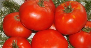 CHP'li Mahir Polat"Rus halkının yemediği domatesi biz mi yiyeceğiz?"
