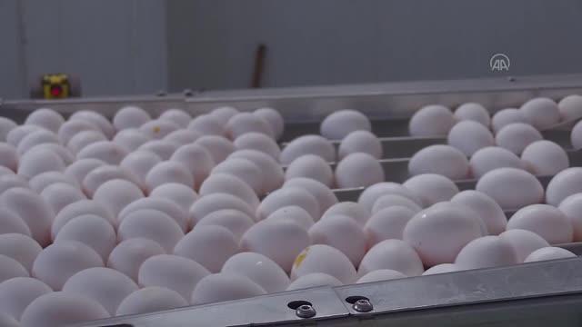 Afyonkarahisar'dan geçen yıl 32,6 milyon dolarlık yumurta ihraç edildi