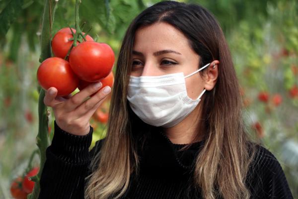 Hava sıcaklığının eksi 40'a kadar düştüğü Çaldıran'da, serada domates üretimi