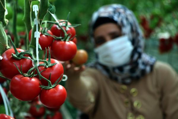 Hava sıcaklığının eksi 40'a kadar düştüğü Çaldıran'da, serada domates üretimi