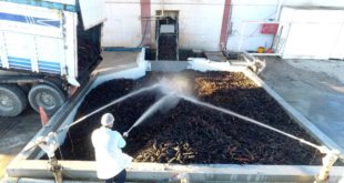 Ereğli'de üretilen siyah havuç, 35 ülkeye ihraç ediliyor