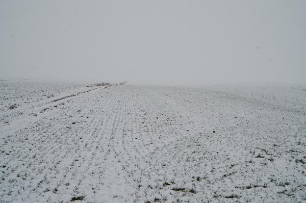 Kar yağışıyla yüzü gülen çiftçi: Emeklerimiz 'beyaz altın' ile buluştu