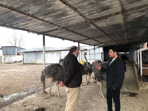 Lübnan’lı profesör Sakarya’ya deve kuşu çiftliği kurdu Hasat Dergisi