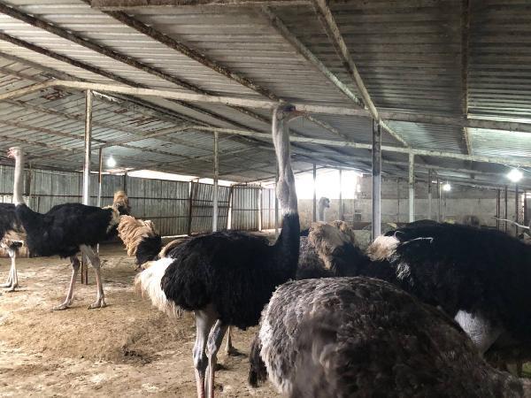 Lübnan asıllı profesör Sakarya'ya deve kuşu çiftliği kurdu