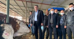 CHP'li Gürer: Patates sonunda hayvan yemi oldu
