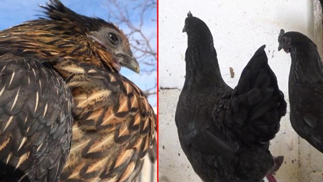 İç organları bile ömür karası olan 'Ayam Cemani' cinsi horoz ve tavuklar 2 bin 500 dolardan satılıyor