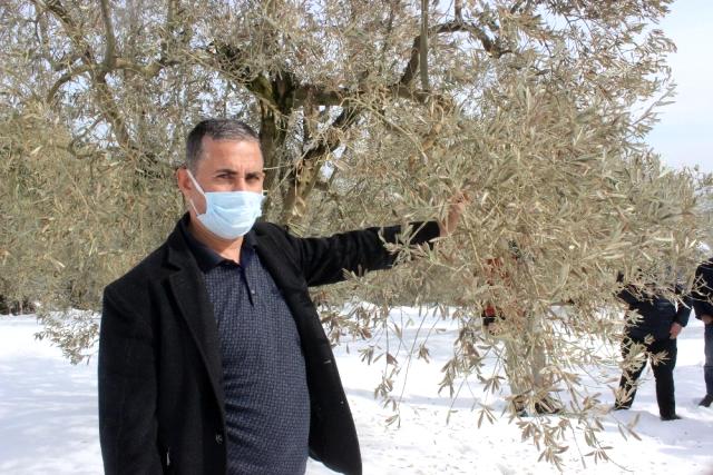 Zeytin ağaçları soğuktan yanan köylüler devletten destek bekliyor