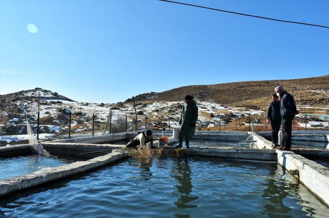 2 bin 100 rakımlı dağın eteğine kurulan tesiste somon balığı sağımı başladı