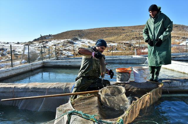 2 bin 100 rakımlı dağın eteğine kurulan tesiste somon balığı sağımı başladı
