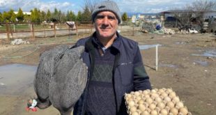 İran tavuğundan 'paskalya yumurtası' üretiyor! Tanesi 7 liradan taleplere yetişemiyor
