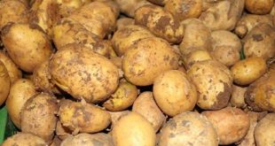 Rusya, Kazakistan'dan patates ithalatını durdurdu