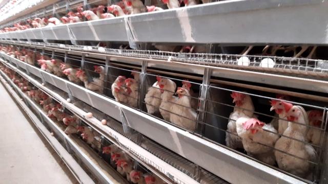 Türkiye'de yumurta fiyatlarını belirleyen ilçede 6 milyon tavuk, 5 bin insan yaşıyor