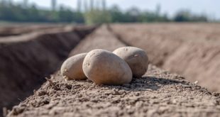 Çiftçiler tepkili: Devlet patates alımına iş işten geçtikten sonra başladı